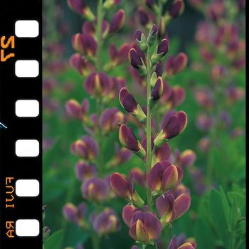 Baptisia Prairieblues™ 'Twilite' (317615)