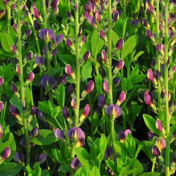 Baptisia 'Twilite' 27,236