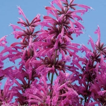 Agastache 'Salmon Pink' 22,518