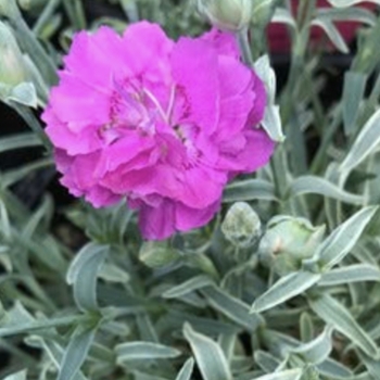Dianthus 'Edgehog' 