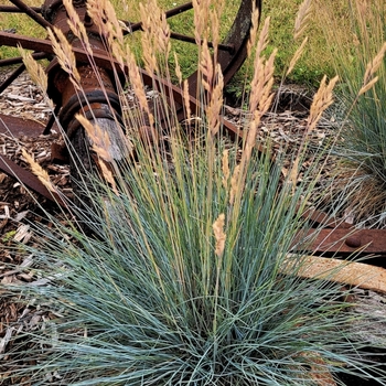 Festuca 'Cool as Ice'