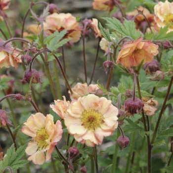 Geum 'Mai Tai' PP22433