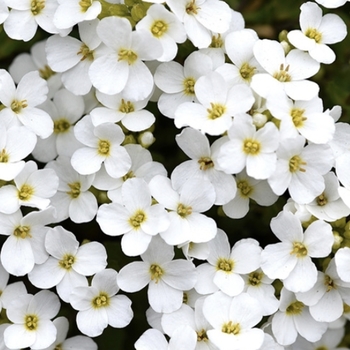 Myosotis sylvatica 'Victoria Pink' 