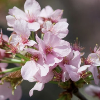 Prunus sargentii 'Hokkaido Normandale' PP21,967