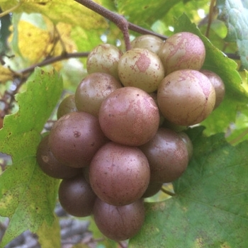 Vitis rotundiflora 'Carlos' 