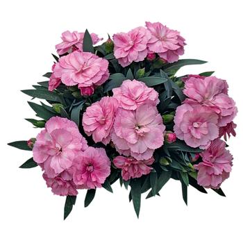 Dianthus caryophyllus Oscar® '' (317718)