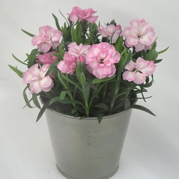 Dianthus caryophyllus Oscar® '' (317719)