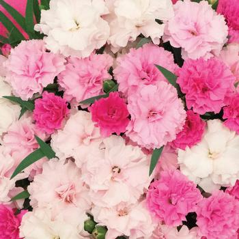 Dianthus caryophyllus 'I Love U' (317720)
