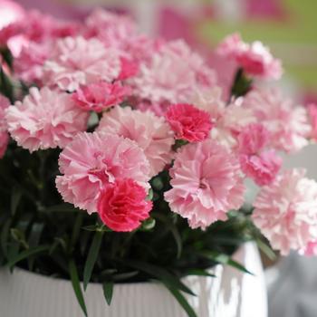 Dianthus caryophyllus 'I Love U' (317721)