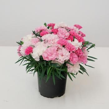Dianthus caryophyllus 'I Love U' (317722)