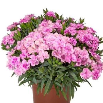 Dianthus 'Peman Fancy Lilac' PPAF