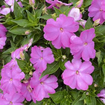 Impatiens 