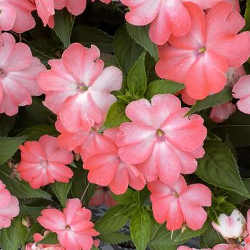 Impatiens