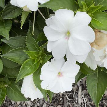 Impatiens