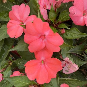 Impatiens Solarscape&reg; 'Salmon Punch' (317727)