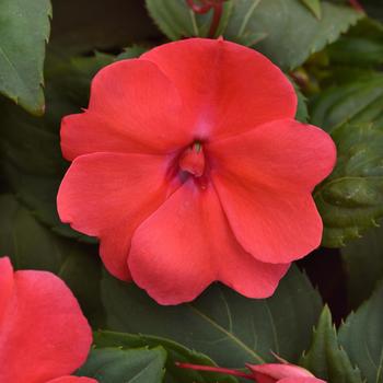 Impatiens 'Salmon Punch' 