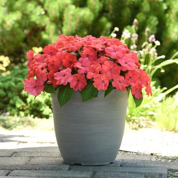 Impatiens Solarscape&reg; 'Salmon Punch' (317729)