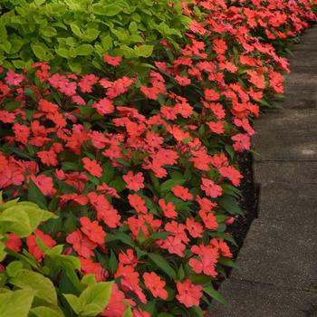 Impatiens Solarscape&reg; 'Salmon Punch' (317730)