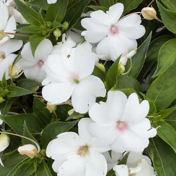 Impatiens Solarscape&reg; 'White Pearl' (317732)