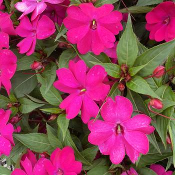 Impatiens 'Magenta Bliss' 