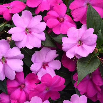 Impatiens 'XL Brilliant Gems Mix' 