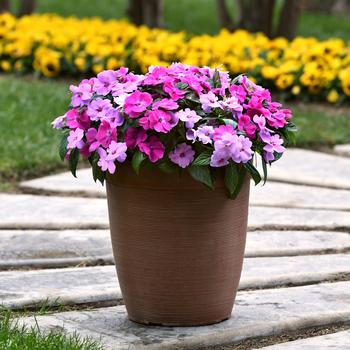 Impatiens Solarscape&reg; 'XL Brilliant Gems Mix' (317735)