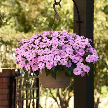 Impatiens 'XL Lilac Spark' 22,073