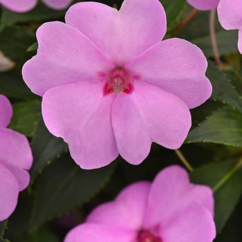 Impatiens Solarscape&reg; 'XL Lilac Spark' (317737)
