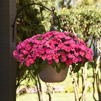 Impatiens Solarscape&reg; 'XL Pink Jewel' (317739)