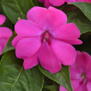 Impatiens 'XL Pink Jewel' 