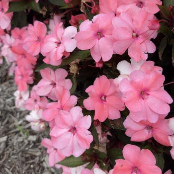 Impatiens 'SAKIMP042' PP28611