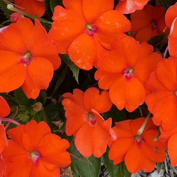 Impatiens 'SAKIMP025' PP24675