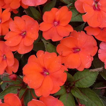 Impatiens SunPatiens&reg; Compact '' (317744)
