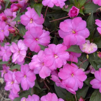 Impatiens SunPatiens® Compact '' (317745)