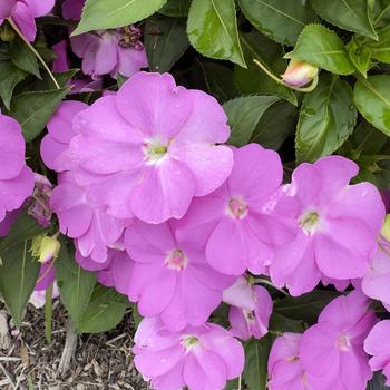 Impatiens 