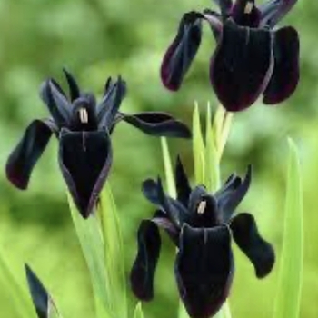 Iris sibirica 'Strawberry Fair'