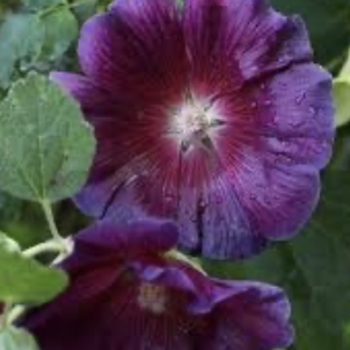Alcea rosea 'Purple Rain' USPP23909P3
