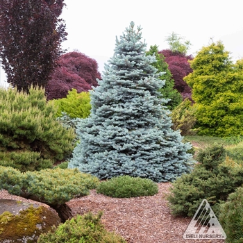 Picea pungens 'INMoHoop' PP34883
