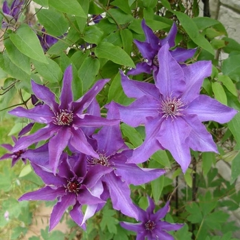 Clematis jackmanii 'Superba' 