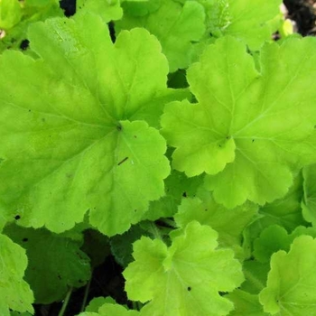 Heuchera villosa 'Citronelle' PP17934