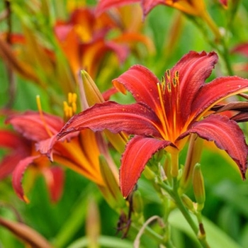 Hemerocallis 'Crimson Pirate'