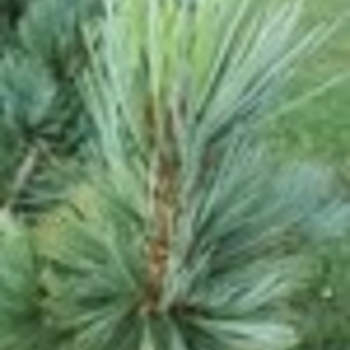 Pinus flexilis 'Northern Blue'