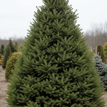 Picea glauca 'Densata' 
