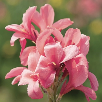 Canna 'Pink Futurity' 