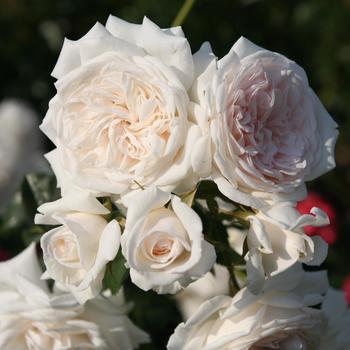 Rosa Arborose&reg; 'Honeymoon' (317849)