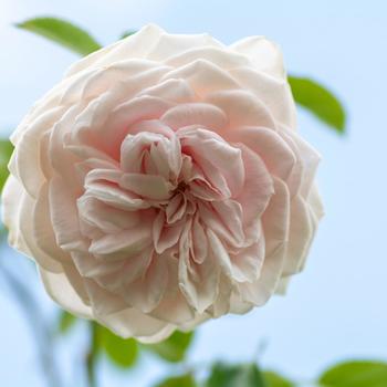 Rosa Arborose&reg; 'Honeymoon' (317851)