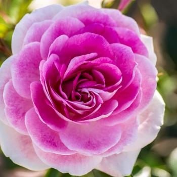 Rosa 'Brilliant Pink Iceberg' PRObril PP 12645