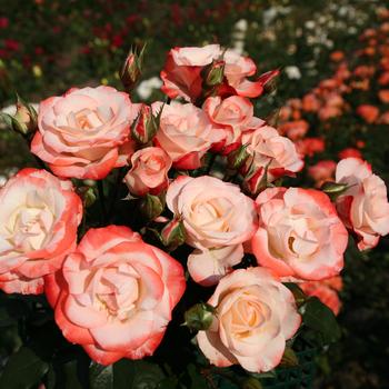 Rosa 'Color Splash' (317868)