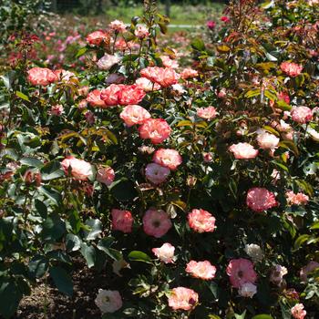 Rosa 'Color Splash' (317873)