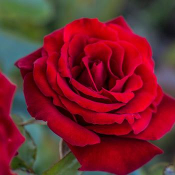 Rosa 'Crimson Bouquet' (317874)